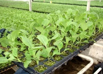 Când răsaduri pentru a planta tomate Când răsaduri pentru a planta tomate