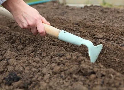 Cum să crească kohiyu Cum să crească kohiyu