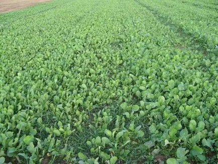 Cum să semene gunoi de grajd verde