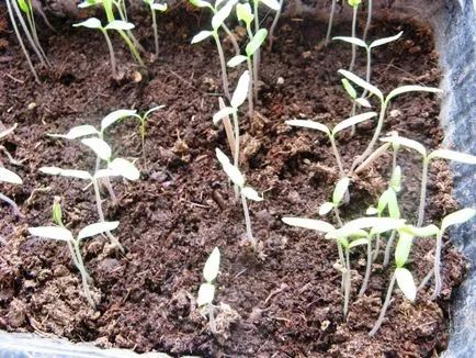 Când răsaduri pentru a planta tomate Când răsaduri pentru a planta tomate