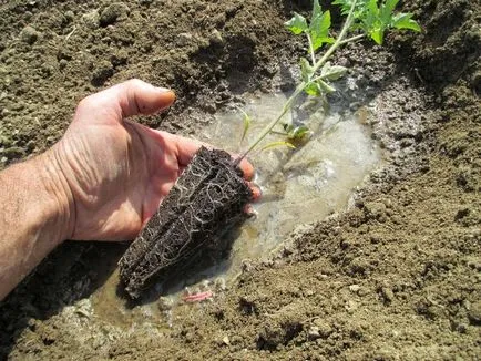 Când răsaduri pentru a planta tomate Când răsaduri pentru a planta tomate