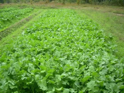 Cum să semene gunoi de grajd verde