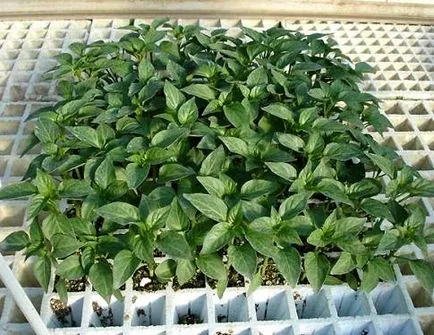 Când răsaduri pentru a planta tomate Când răsaduri pentru a planta tomate