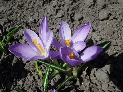 Cultivarea șofran