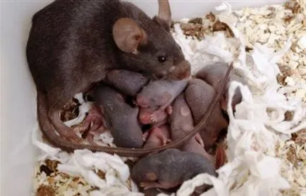 Ce poate un șobolan