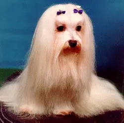 Ce să se hrănească un catelusul