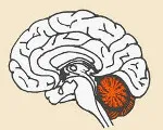 tratamentul cerebel tratamentul cerebel