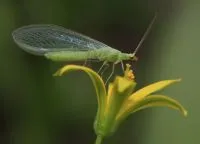Ce este libelula
