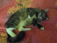 povestiri Smeshnye despre pisici povestiri Smeshnye despre pisici