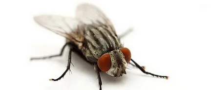 Ce companii aeriene au zboruri Infest