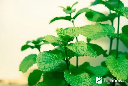Ce este Mus menta