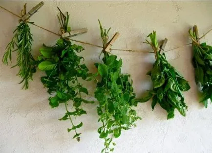 Ce este Mus menta