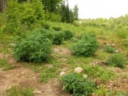 Cum să trișeze un test de droguri