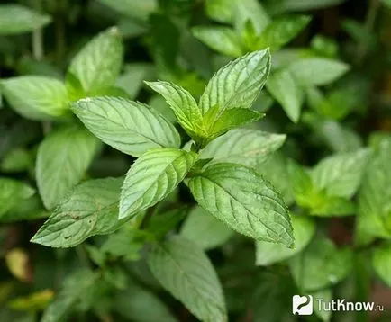Ce este Mus menta