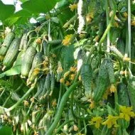 Cum să planteze castraveți în butoi Cum să planteze castraveți în butoi