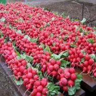 Cum să planteze castraveți în butoi Cum să planteze castraveți în butoi