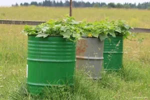 Cum să planteze castraveți în butoi