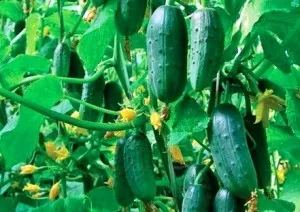 Cum să planteze castraveți în butoi