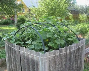 Cum să planteze castraveți în butoi