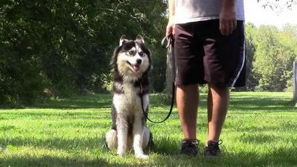 Cum spune Husky Cum spune Husky