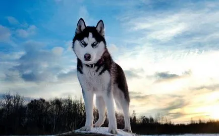 Cum spune Husky Cum spune Husky