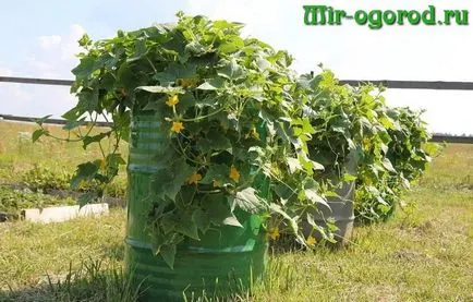 Cum să planteze castraveți în butoi Cum să planteze castraveți în butoi