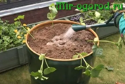 Cum să planteze castraveți în butoi Cum să planteze castraveți în butoi
