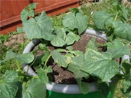 Cum să planteze castraveți în butoi Cum să planteze castraveți în butoi