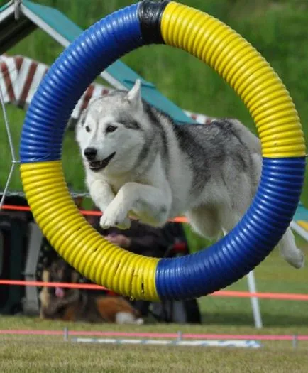Cum spune Husky Cum spune Husky