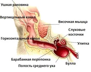 Cum pentru a curăța urechile cainelui