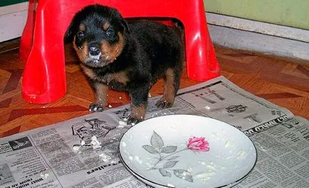 Cum să se hrănească pui Cum să se hrănească pui