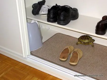 Apartamentul curat