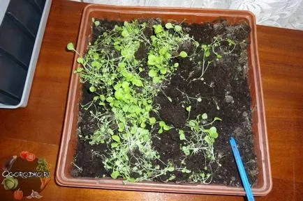 Cum de a planta Petunia Cum de a planta Petunia