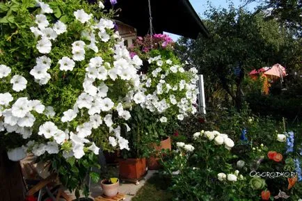 Cum de a planta Petunia Cum de a planta Petunia