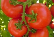 soiuri de tomate liang soiuri de tomate liang