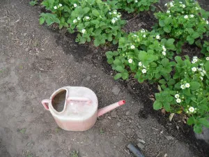 Când și cum să se hrănească o căpșună