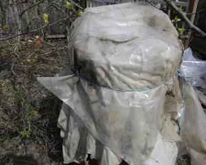 Cum să planteze castraveți în butoi