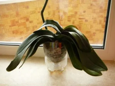 De ce foaie galben la Orchid De ce foaie galben la Orchid
