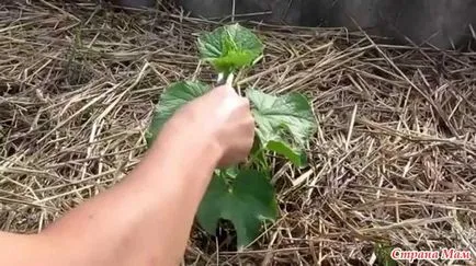 Care este topping de castraveți