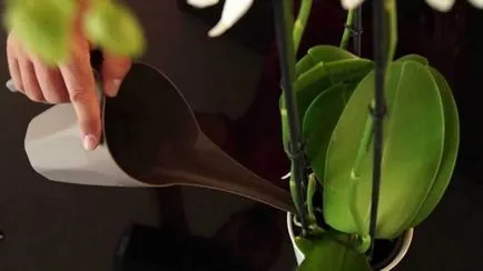 De ce foaie galben la Orchid