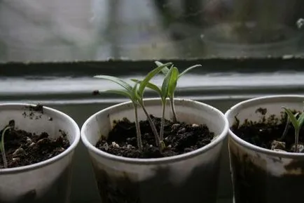 Când răsaduri pentru a planta tomate