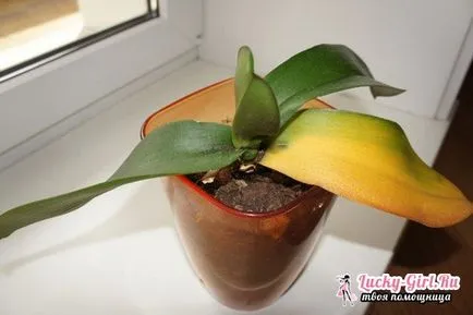 De ce foaie galben la Orchid