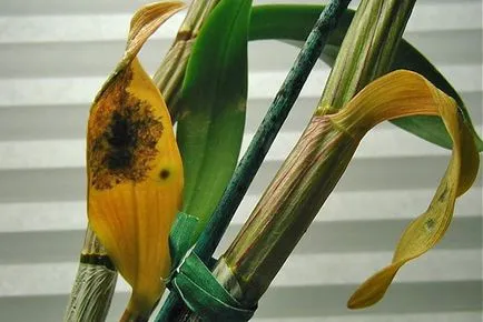 De ce foaie galben la Orchid