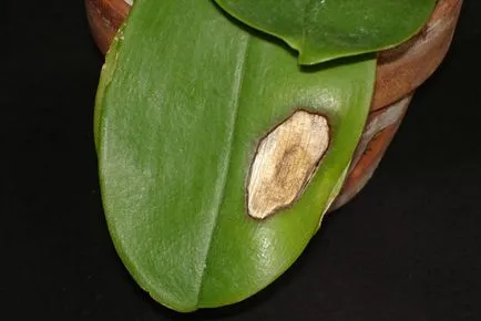 De ce foaie galben la Orchid