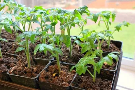 Când răsaduri pentru a planta tomate Când răsaduri pentru a planta tomate