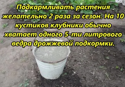 Când și cum să se hrănească o căpșună