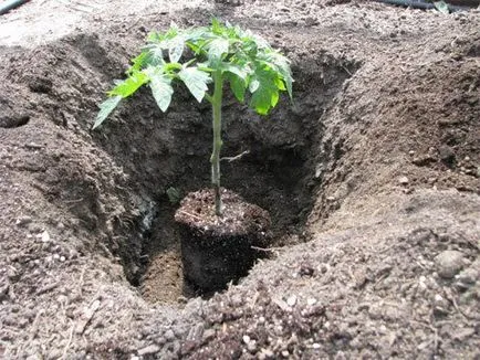 Când răsaduri pentru a planta tomate