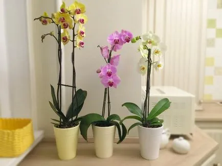 De ce foaie galben la Orchid