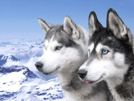Cum spune Husky