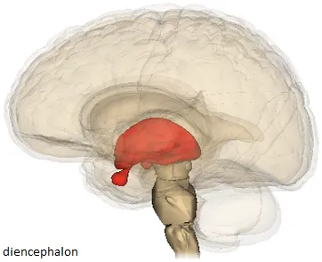 Care este spațiul perivascular
